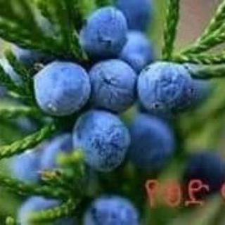 🌿🌿🍀 መርጌታ ዘሩ ከፍተኛ ባህላዊ ህክምና መስጫ ተቋም☘🍀🌿