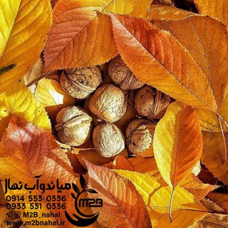 میاندوآب نهال رجبی