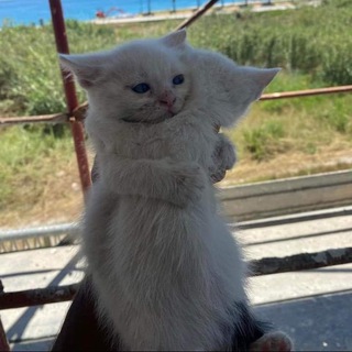 Рассказчик