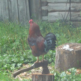 Le bûcheron