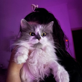 Чешир | читающий котик 18+