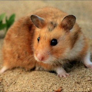 Hamster