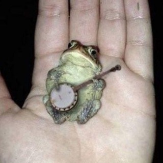 BANJO 🐸🪕