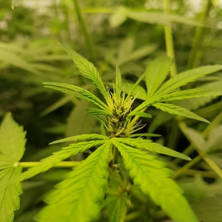 Thai growers - гроверы Таиланда