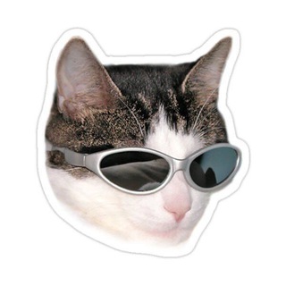 Cat hyper