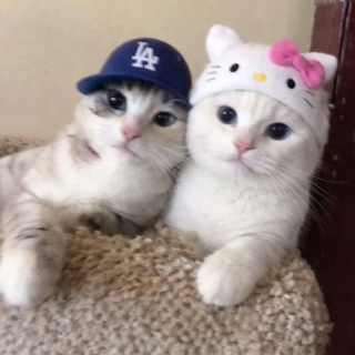 ⁶⁰⁶ 𝗺𝗼𝗵𝗮𝗻 ✘ 𝗺𝗺𝗮