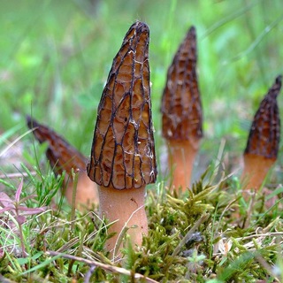 Бот Грибник 🍄