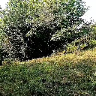 ادمین باغ موسیقی