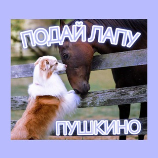 "Подай Лапу" Пушкино и ближайшее МО.