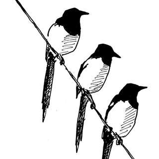 Forty magpies in a trench coat