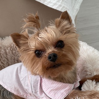 Pretty Dog💓
