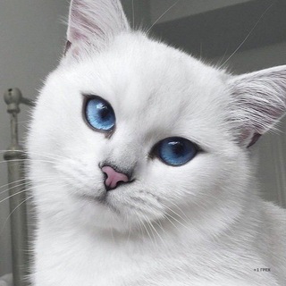 Egor