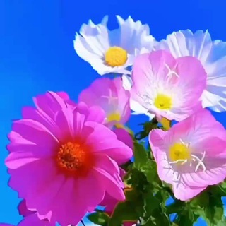 ﮼زهرا﮼مهر