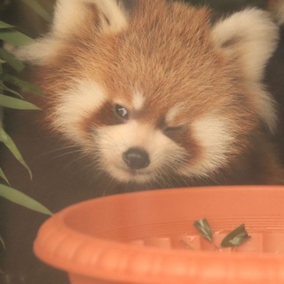 pandæmonium предложка