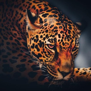 Lider