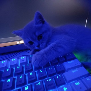 эндорфиновые Chat 👻
