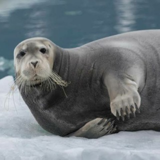 Crypto-Seals