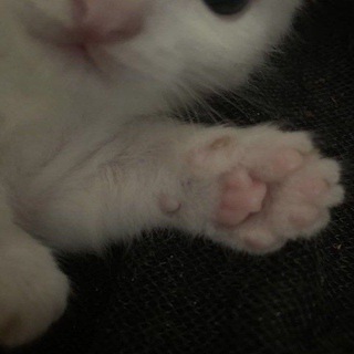 группа/чат общения🐈‍⬛