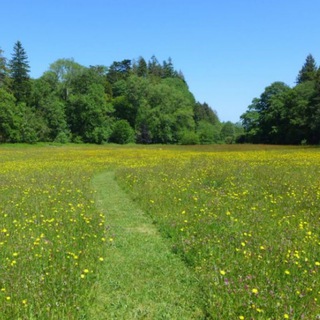 The meadow (Furry survival RP SFW)