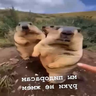 Distortion Bot Shedevry 🌻