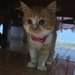 .syaiful