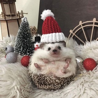 Betanicus 🎄