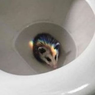 Blue OposSum (перерыв)