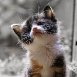Cute Cats / Kittens Gifs