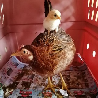 Save the Chickenese Singapore🐥🐔🐓