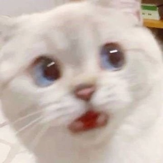 Кусб котики 🐈