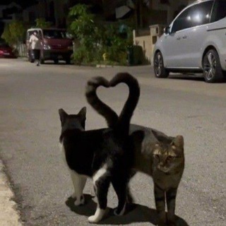 Адопт ми💗