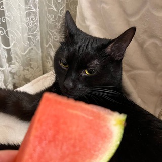 VikadcatContent