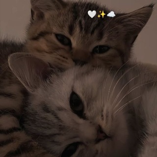 Narciss//