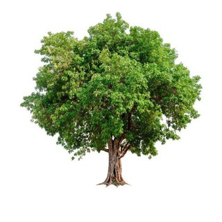 PlanTree Group Vietnam 🇻🇳
