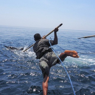 Cazadores de ballenas Cripto