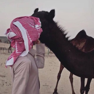 هوآجيـَـس ₉₁₂ . .