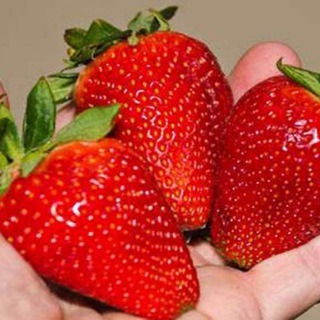 BestBerry.uz🍓🍓🍓🍓🍓🍓