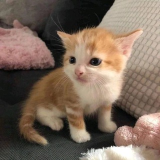 ₊˚ Котятки Маффи ᤴ ࣪˖ ฅ ࣪