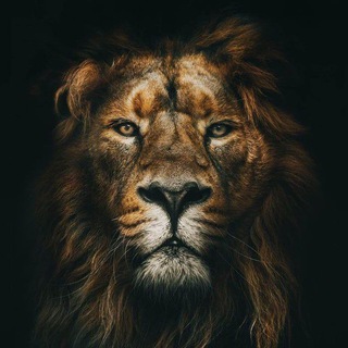 𝐋𝐢𝐨𝐧 𝐊𝐢𝐧𝐠 𝐇𝐨𝐦𝐞🦁🇦🇿