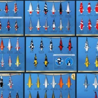 KATALOG KOI