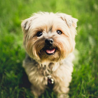 Mascotas & Animales