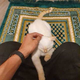 отабек