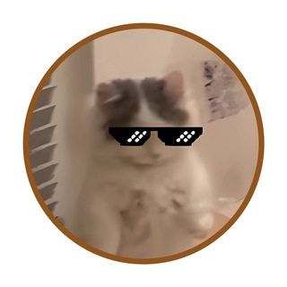Michi $MICHI Channel