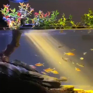 Аквариумистика Таджикистана 🇹🇯