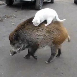 Компостный бот