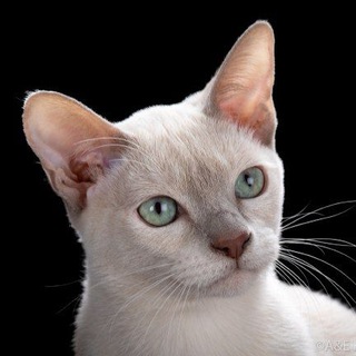 Milagros Hacer*RU cattery tonkinese Cattery tonkinese
