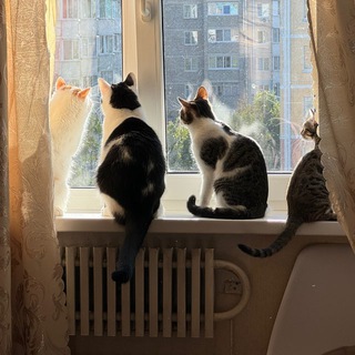 Cat Gang