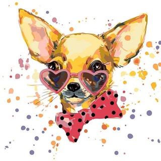 Chihuahua Frensh Dog 🐶🐕 Chat👑