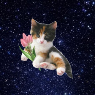 Кот в космосе🌷