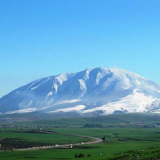 امین کوهی